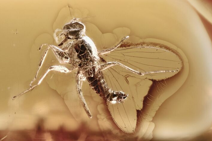 Detailed Fossil Dance Fly (Hybotidae) In Baltic Amber #300673